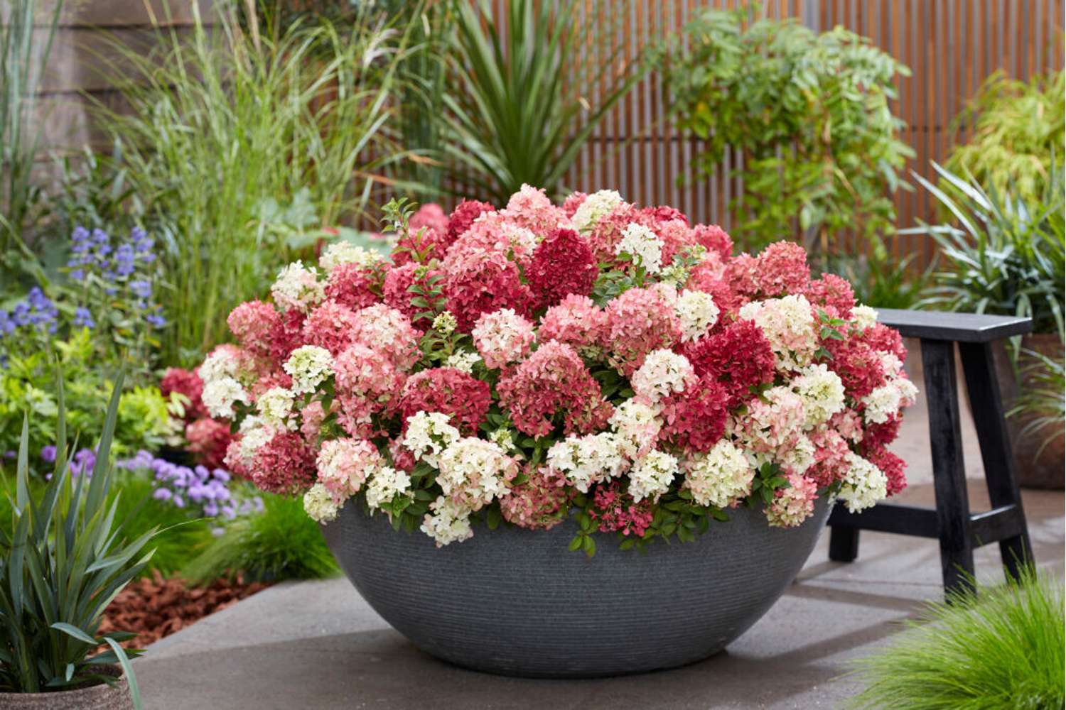 Hortensia 'Groundbreaker® Ruby'